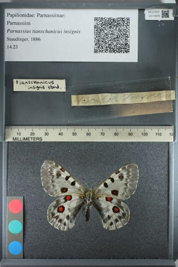 Media type: image;   Entomology 174878